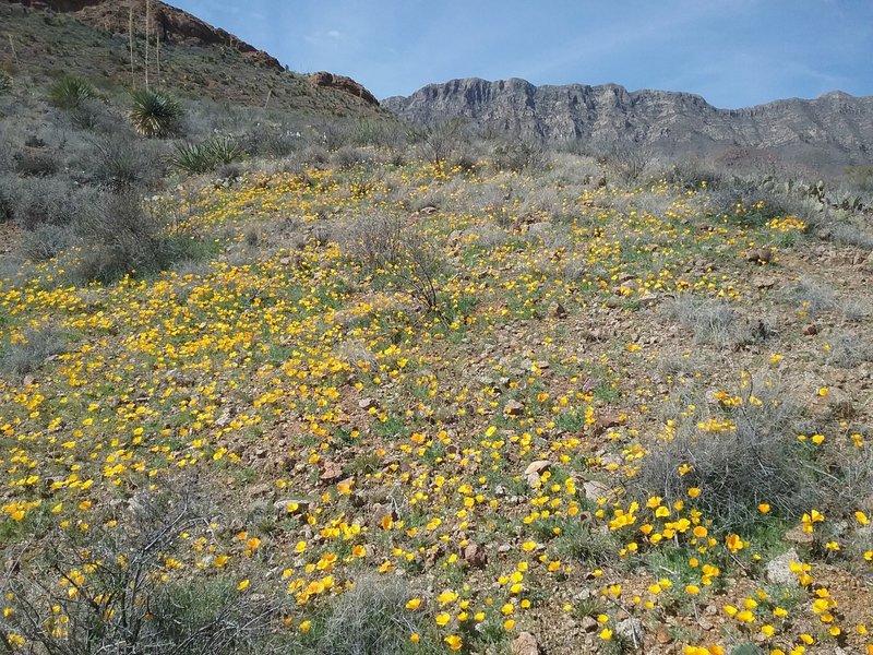 Looking west from the trail