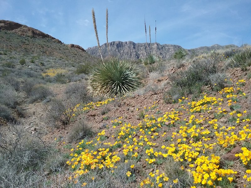 Looking west from the trail