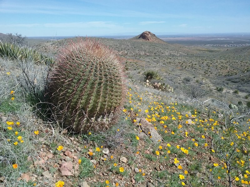 View of Cardiac Hill and barrel cactus