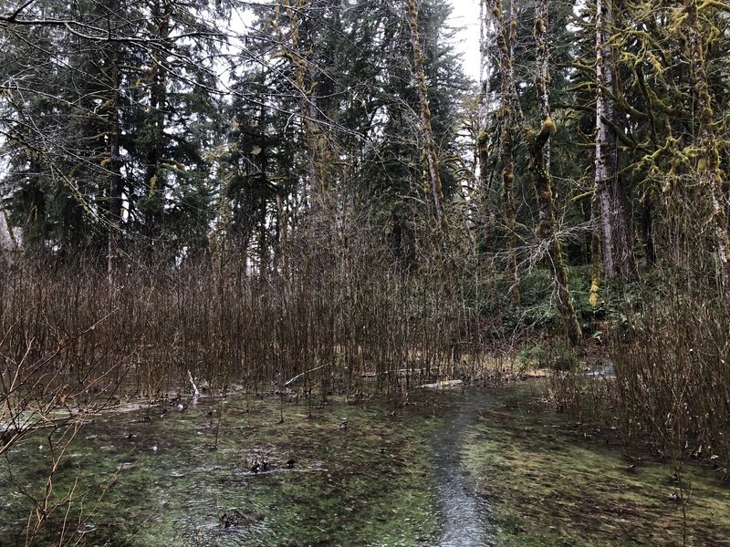 Flooding on the North Fork Quinault River Trail