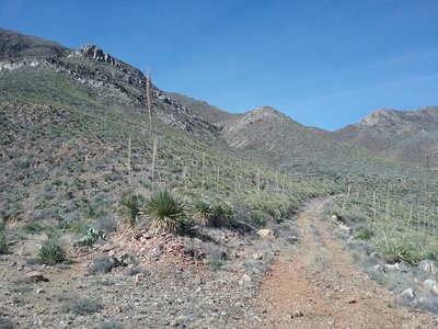 Beginning of trail