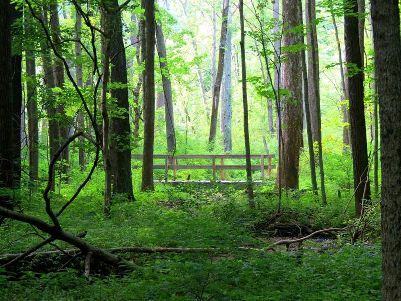 Looking down the trail at Ritchey Woods Nature Preserve