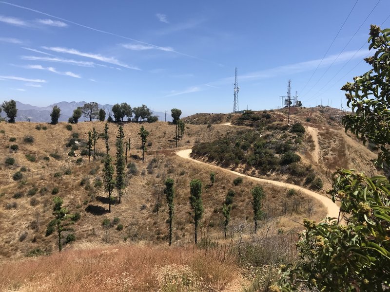 Experimental Forest atop Vital Link Trail