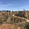 Experimental Forest atop Vital Link Trail