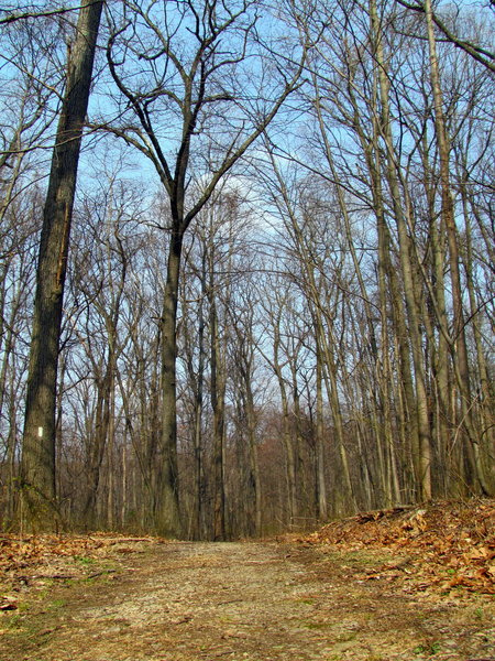 Forest Boyd Big Tree State Park Harrisburg PA 2318