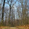 Forest Boyd Big Tree State Park Harrisburg PA 2318