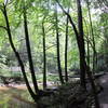 Great Trough Creek and Suspension Bridge