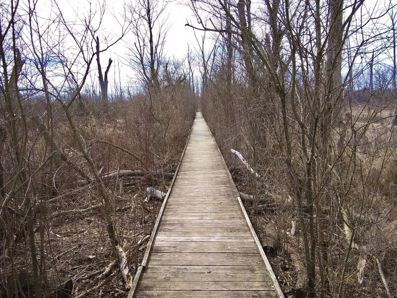 Boardwalk through woods