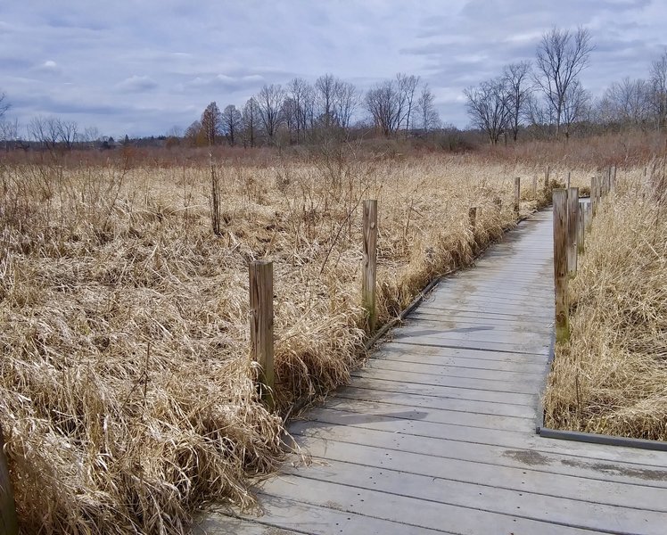 Boardwalk through the fen.