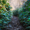 Ridge top trail through bamboo lined forests