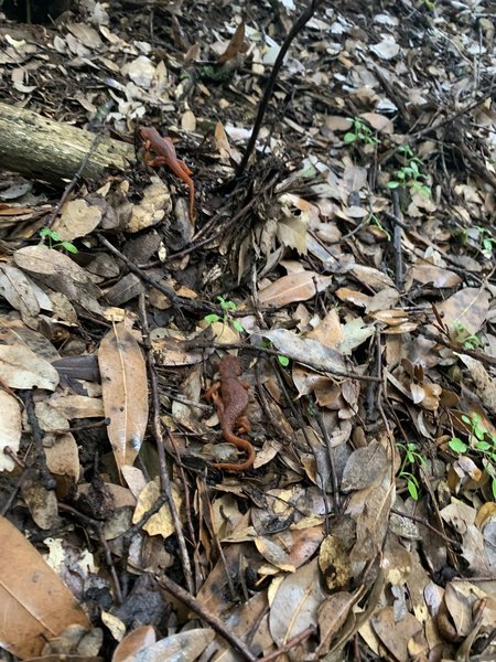 Couple of salamanders along the trail.