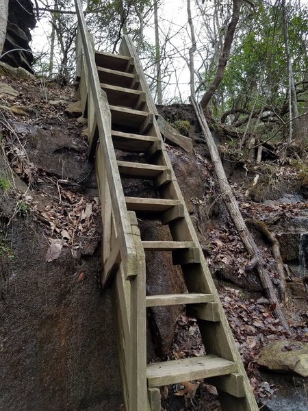 Ladder on the Martha's Pretty Point Trail