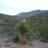 View of the Franklin Mountains and Banana Yuccas in bloom.