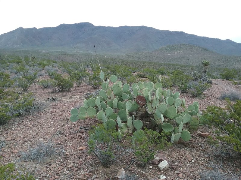 View of Franklin Mountains from the trail.