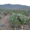 View of Franklin Mountains from the trail.