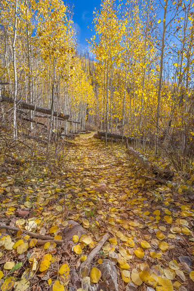 Aspen grove Fall transformation