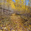Aspen grove Fall transformation