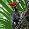 Pileated woodpecker