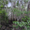 Cypress Swamp at Lettuce Lake