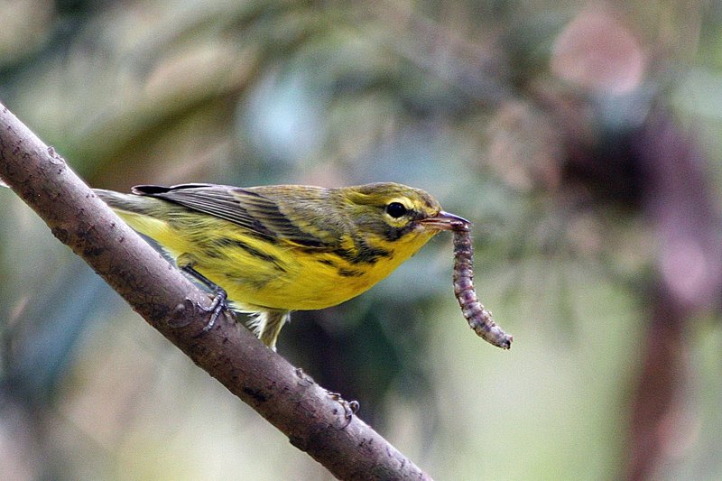 Prairie Warbler