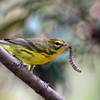 Prairie Warbler