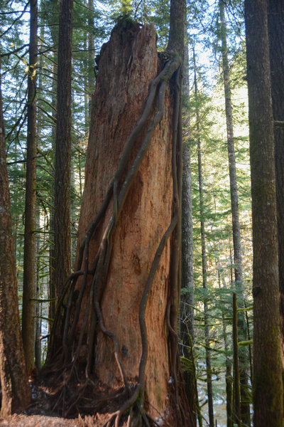 Cool roots right off the trail