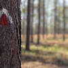 Trail blazes on a pine tree.