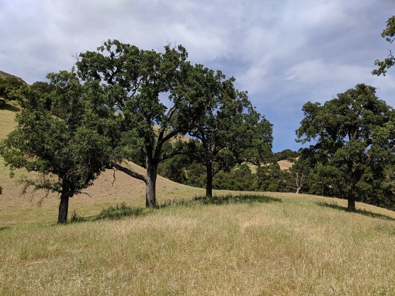 Sunol Regional Wilderness