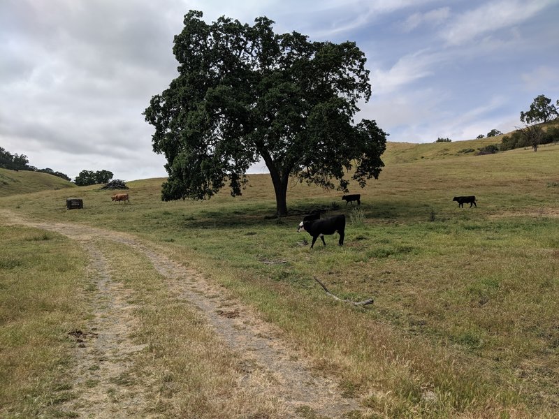 Sunol Regional Wilderness