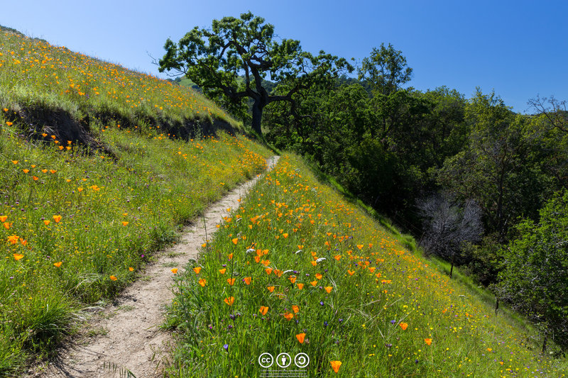 Trail through Poppies