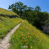 Trail through Poppies