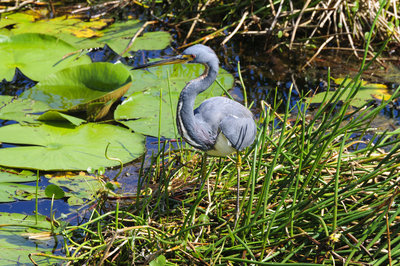 Tri Colored Heron