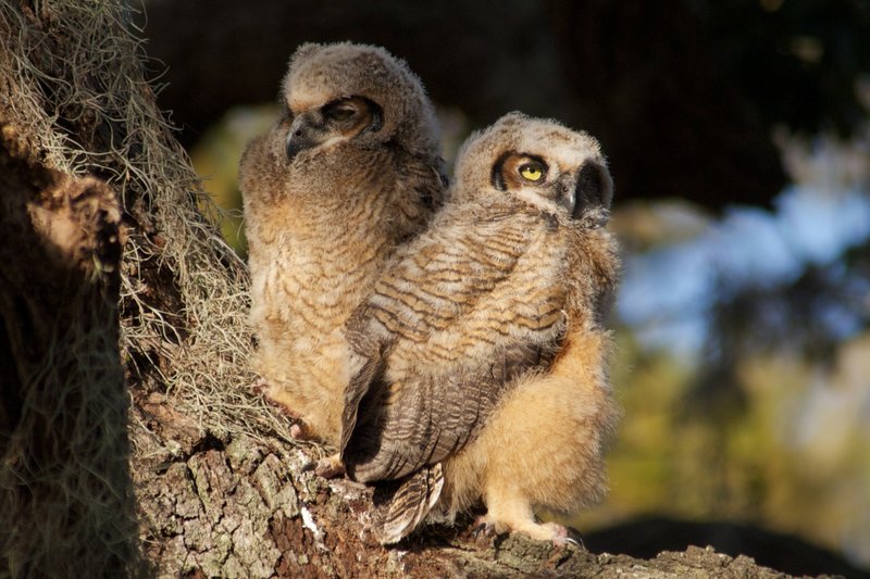 Baby Great Horned Owls