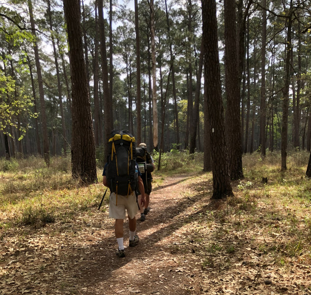 Open pine forest.