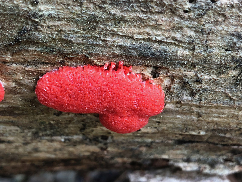 Red Raspberry Slime Mold