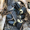 American Carrion Beetles on a dead snake.