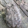 Woodhouse's Toad