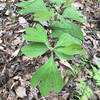 Young Sassafras tree.