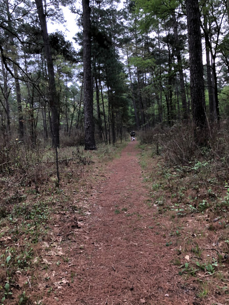 More open pine forest, some brush.