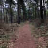 More open pine forest, some brush.