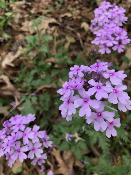 Rose Vervain