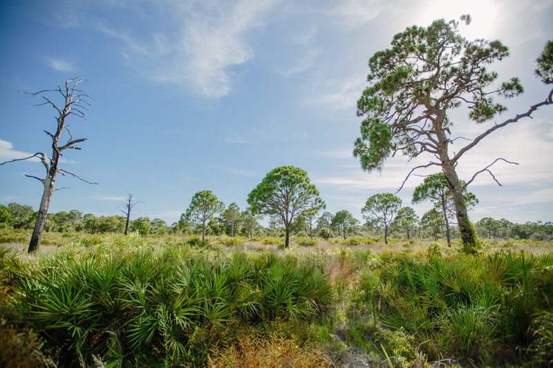 Boyd Hill Nature Preserve