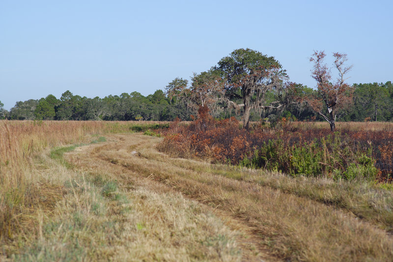 Burn Zone and Trail