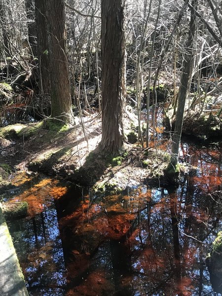 The scenery was beautiful, we even heard a few frogs today, but the hiking conditions in this area were awful. For this particular trail it's best to check the weather beforehand and wait until the ground is dry