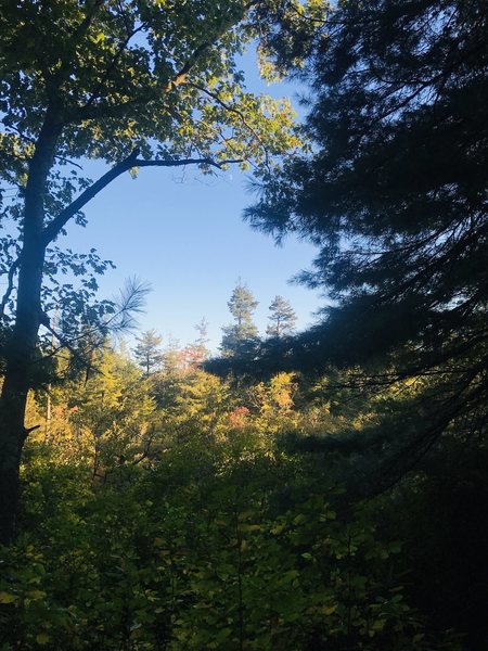 A beautiful look at the fall leaves that are just beginning to turn color.