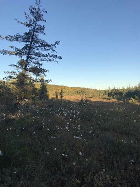 Some of the most beautiful scenery I've had the opportunity of seeing. This is the boardwalk in mid-fall, half way through the trail. If anyone knows what those plants are, please let me know. I thought they were dandelions but I could be mistaken