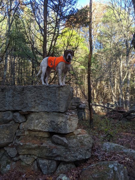 Stonework on Miller Lane near abandoned farm area. Dog for scale!