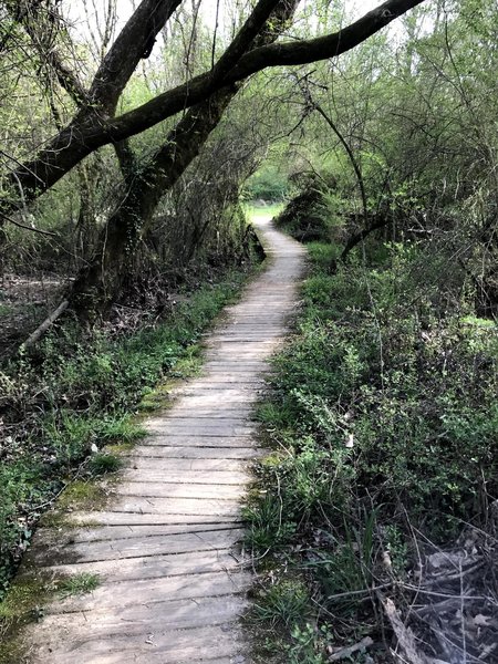 Raised walkways in the lowlands