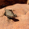 Common Sagebrush Lizard