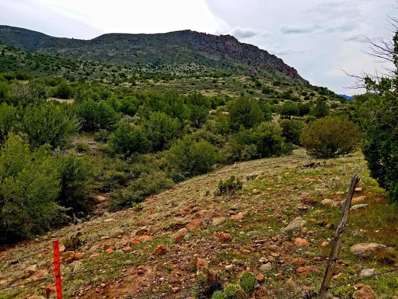 Field close to watering hole